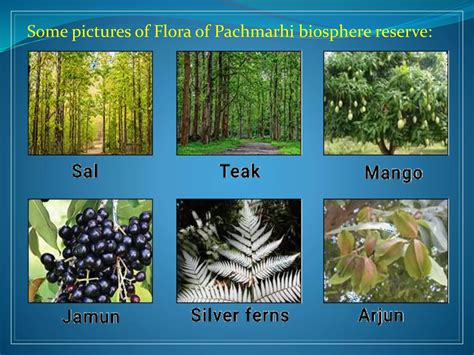 FLORA & FAUNA.pptx