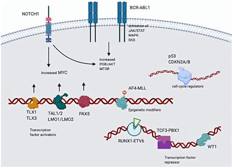 Image result for Sources of Mutation