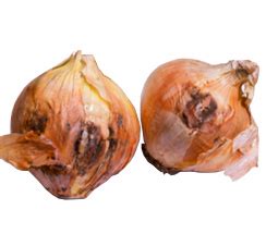 TNAU Agritech Portal :: Crop Protection