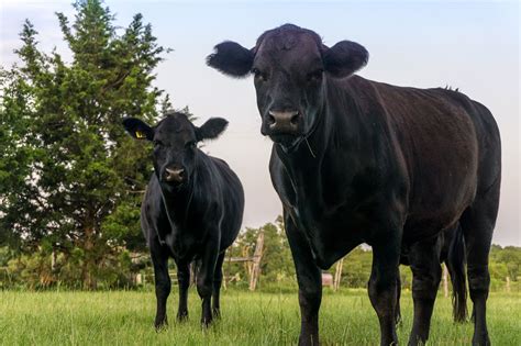 Sorting out what Certified Angus Beef really means | AGDAILY