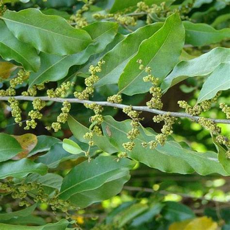 Buy Putranjiva Roxburghii, Lucky Bean Tree - 0.5 kg Seeds online from ...