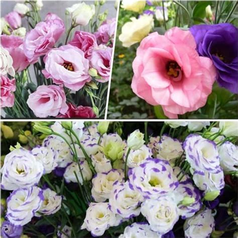NooElec Seeds India 60+ Seeds- Eustoma Grandiflorum-Lisianthus Flower ...