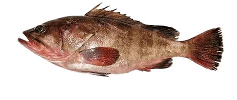 Reef | JMJ Seafoods Pvt Ltd