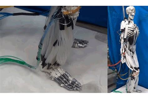 Image result for Muscles et Machines