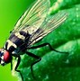 Image result for flies away