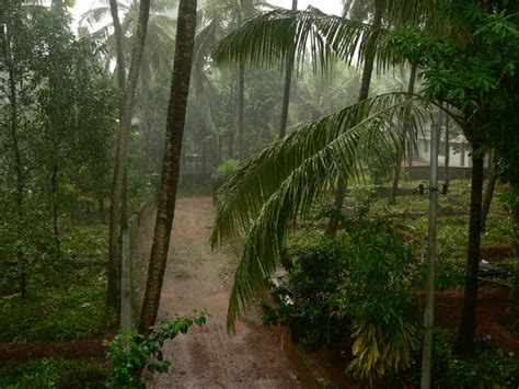 The haunted tale of chain tree in Kerala’s Wayanad will keep you awake ...