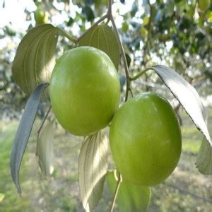 K.K.Enterprise Ber Apple Plant Price in India - Buy K.K.Enterprise Ber ...