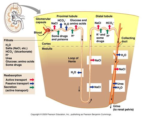 Absorption Vs Reabsorption Kidney at Josephine Hensley blog