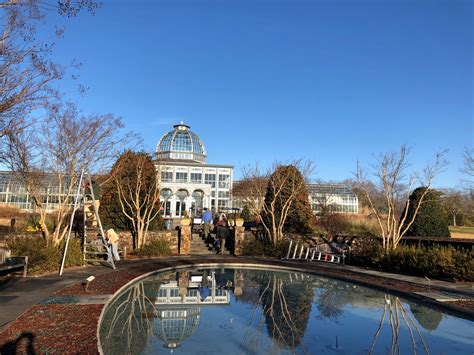 Image result for Pruning Crape Myrtle Tree