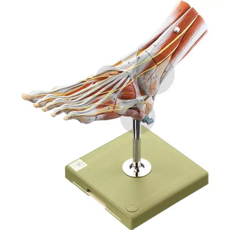 Muskelfuss SOMSO®-Modell | CONATEX Lehrmittel