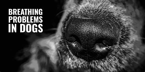 Breathing Problems in Dogs – Symptoms, Causes & Brachycephalic Dogs