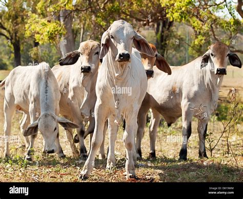 Brahman breed of cattle hi-res stock photography and images - Alamy