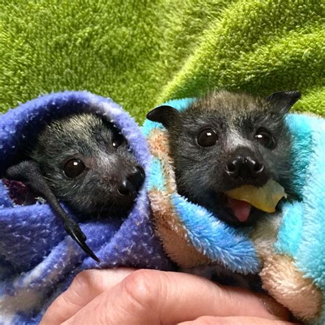 Fruit Twins - Cute Baby Bats Wrapped in Blankets