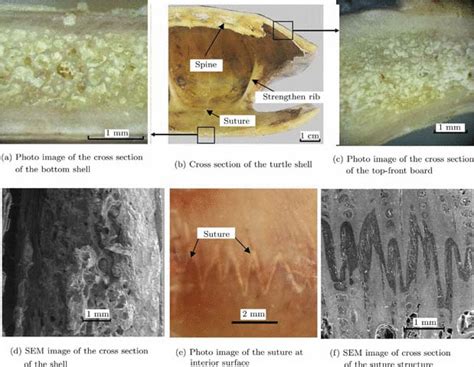 Image result for Turtle Inside Shell Cross Section