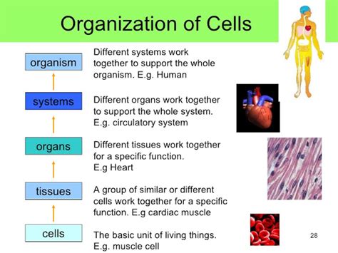 Image result for Cell Organization