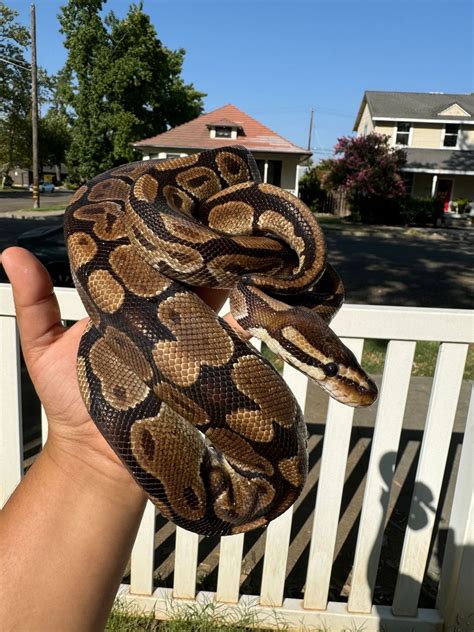 Image result for Normal Ball Python Star Gazing