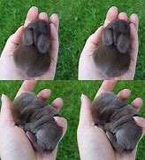 Image result for Cute Bunny Eyes