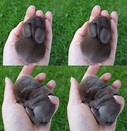 Image result for Cute Bunny Pinterest PFP