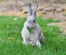 Image result for Rabbit in Pain