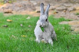 Image result for Rabbit Drinking Beer