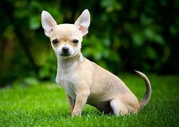 Image result for Smallest Dog On Earth