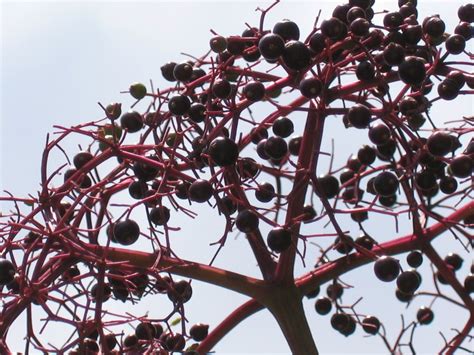 Image result for Purple Tree