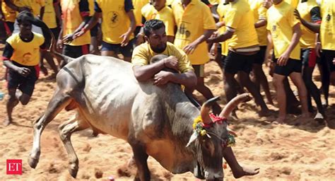 Jallikattu cheat sheet: 10 things you should know about the bull-taming ...