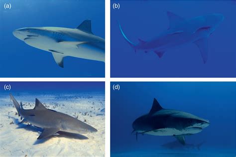 The multidimensional spectrum of eco‐evolutionary relationships between ...