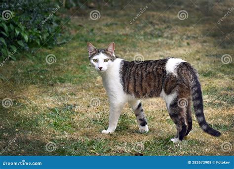 Brown and white tabby cat stock photo. Image of furry - 282673908