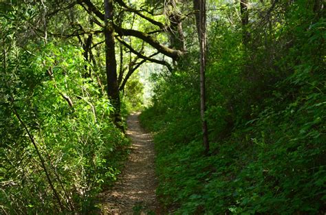 Peachy Hiker: Stevens Trail in Colfax, CA