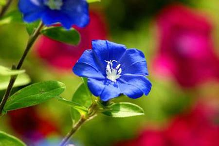 蓝色花 库存图片. 图片 包括有 宏指令, 关闭, 夏天, 本质, 开花, 春天, 蓝色, 黑暗, 背包 - 31595483