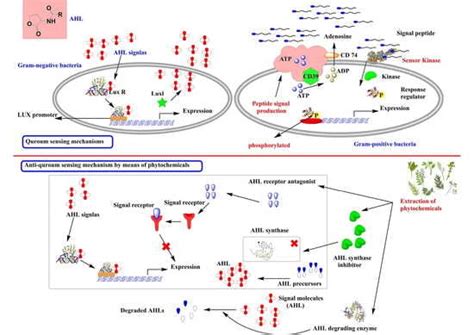 Mechanisms, Anti-Quorum-Sensing Actions, and Clinical Trials of ...