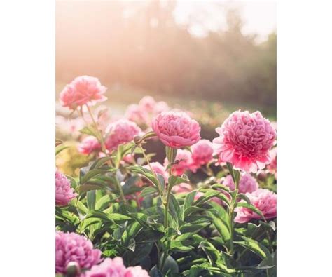 Mary V. Baker Obituary (2024) - Cleveland, TN - Poole Funeral Home ...