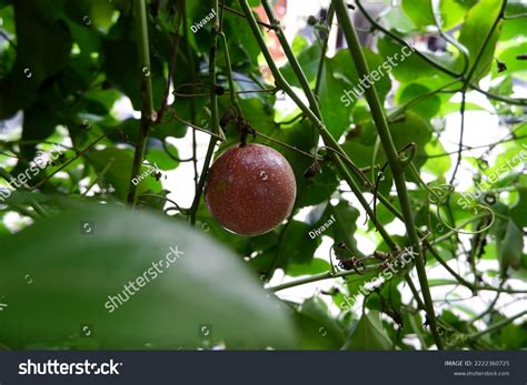 Passiflora Edulis Passion Fruit Fruit That Stock Photo 2222360725 ...