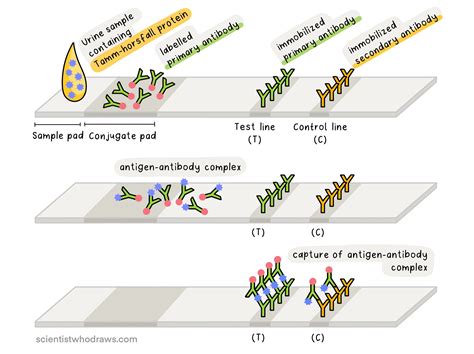Confirmatory tests for Urine — Scientist who draws