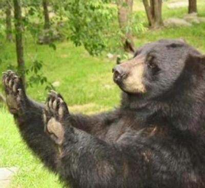 How About No Meme 的图像结果