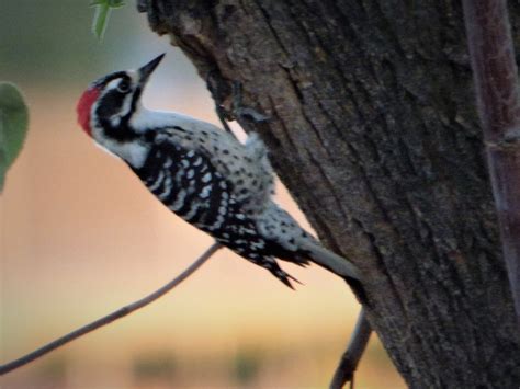 Geotripper's California Birds: A California Endemic, A Nuttall's Woodpecker on the Tuolumne Parkway