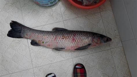 世界上最贵的8种鱼, 最贵的鱼可以在北京买套别墅