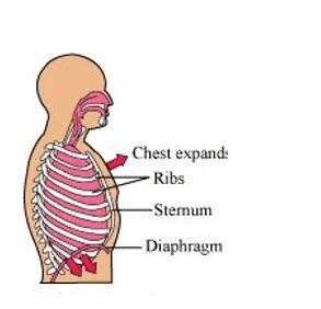 NCERT Solutions for Class 11 Biology chapter 17 Breathing and Exchange ...
