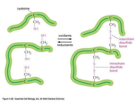 Image result for Protein Classification
