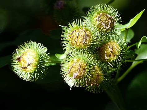 Bildergebnis für Kletten