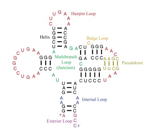 RNA Loop 的图像结果