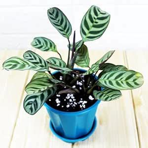 Mphmi Seedless Plant Indoor Plants Calathea Burle Marxii, Fishbone ...