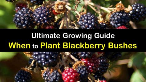 Grow Blackberry Bushes - Tricks for the Best Time to Plant Blackberries