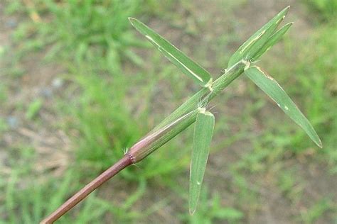 Image result for Matching Algorithm in Graph Theory