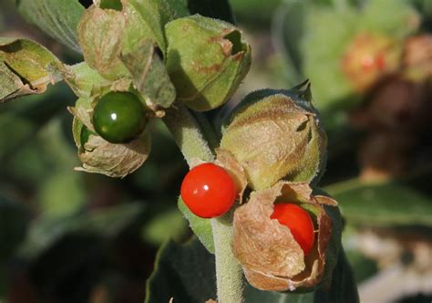 Kuvatulokset haulle ashwagandha