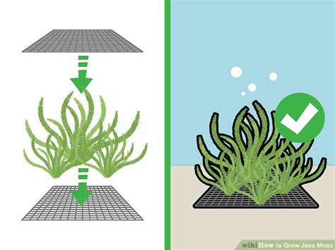 How Tall Do Java Moss Grow 的图像结果