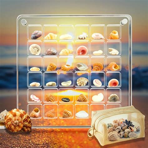 Seashell Display Box With 36 Shells Crystal Clear Shell Display ...
