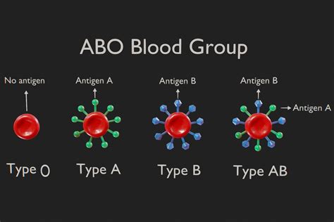 33 Amazing O Negative Blood Type Facts - Facts.net