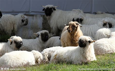 什么羊能卖到332万人民币？英国这只顶级公羊成世界最贵绵羊_双钻